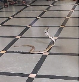 district koppal zp ceo office cobra rescue operation