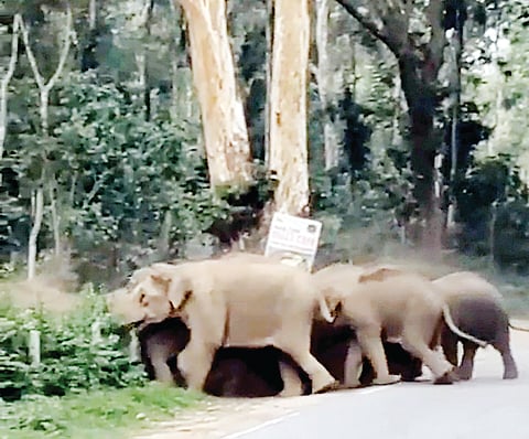 ತೋಟ, ಗದ್ದೆಯಲ್ಲಿ ಕಾಡಾನೆಗಳ ಉಪಟಳ