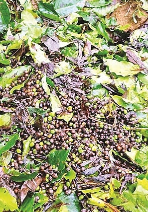 ಹೆತ್ತೂರು ಹೋಬಳಿಯ ಹಲವೆಡೆ ಅತಿಯಾದ ಶೀತಕ್ಕೆ ನೆಲಸೇರಿರುವ ಕಾಫಿ. 