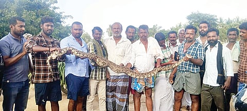 ಹೆಬ್ಬಾವು ಸೆರೆ
