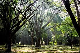 Cubbon park
