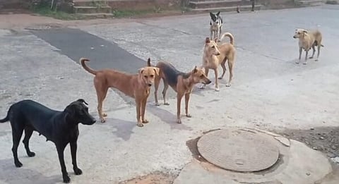 Dog Lead