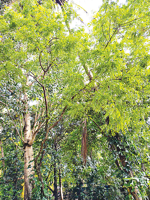 ಜೈವಿಕ ಇಂಧನಗಳ ವೃದ್ಧಿಗೆ ಗಿರಿಜನರ ಪಣ