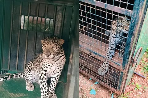 Leopard cub caught in a trap
