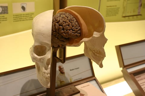 Museum of Brain and Mind - 3