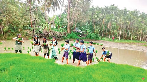 Rice planting by students