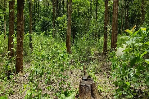 Sirigere Wildlife Sanctuary