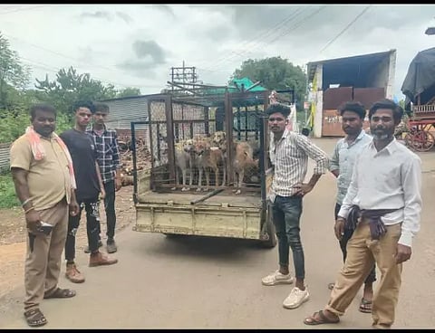Stray dogs arrested in twin cities