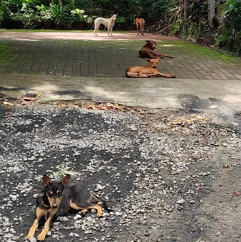 Street Dog