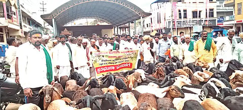 Take action to protect the interests of shepherds