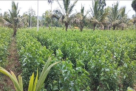 agri