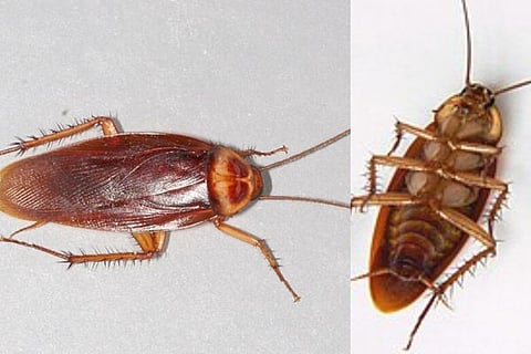 cockroach