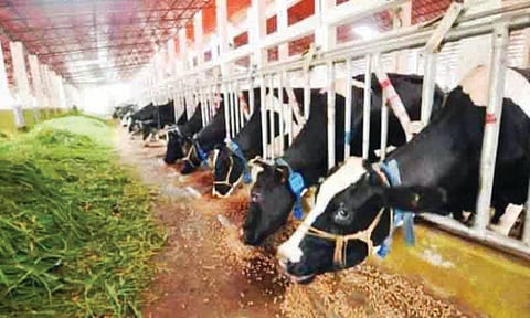 cow-farm