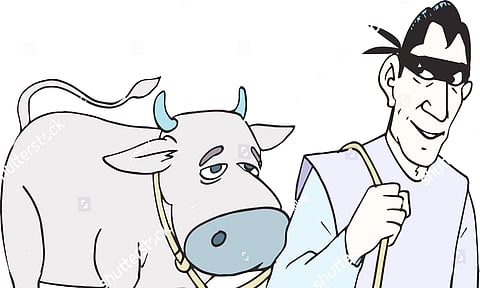 cow