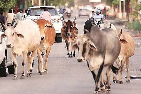 cows