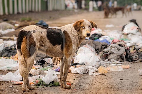 dog
