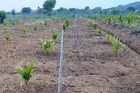 farmers attracted for areca farming