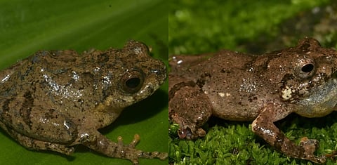 frogs