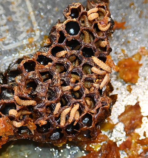 gkvk - honey bee