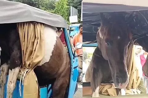 Horses