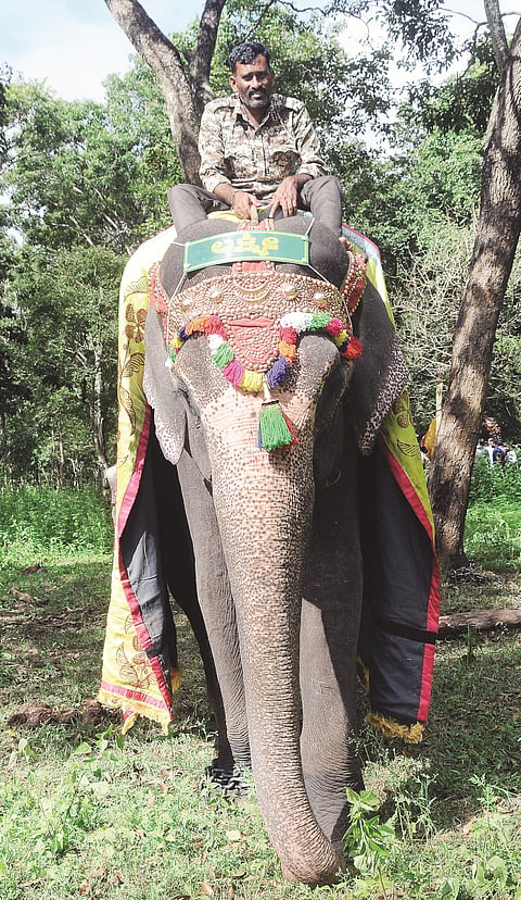 mysore