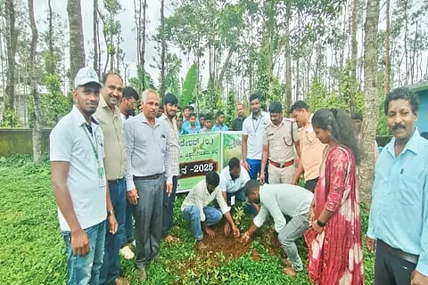 mdg green