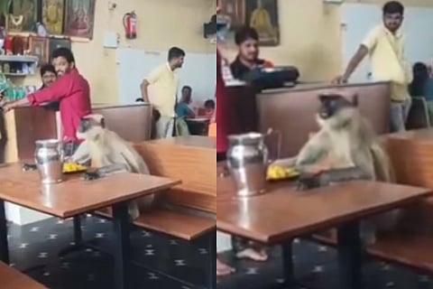 monkey video viral