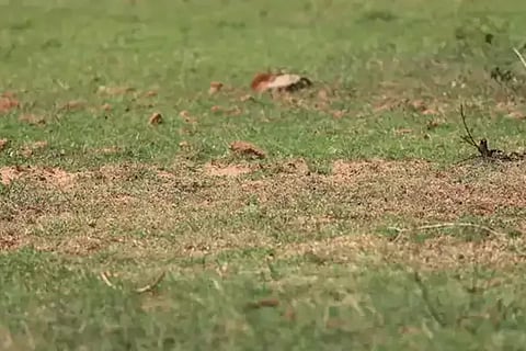 Optical Illusion Challenge