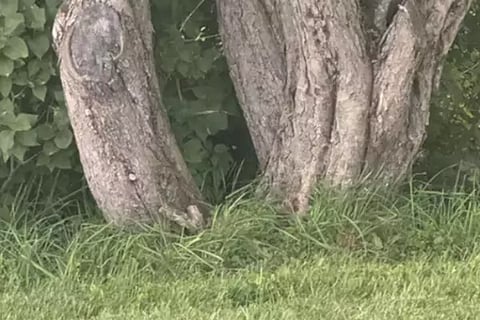 Optical Illusion Challenge