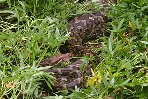 python