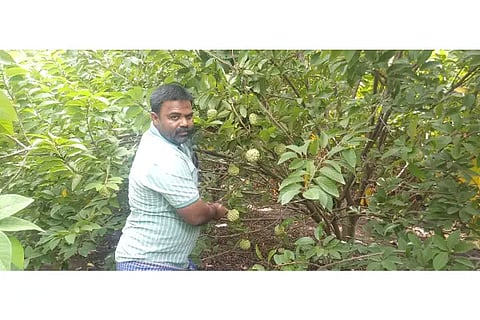 seethaphal