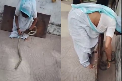 snake video viral