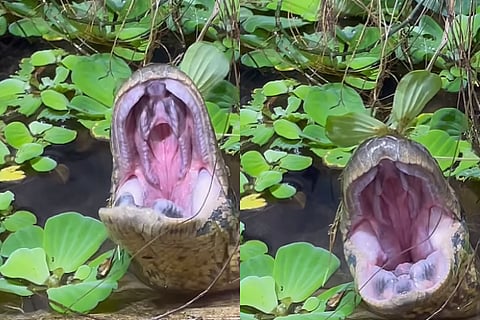 snake video
