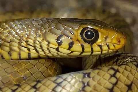 Snakes