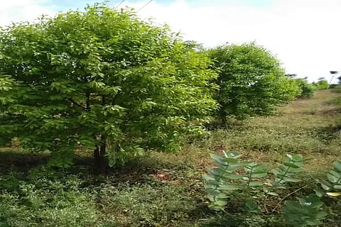 sriganda story