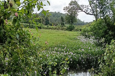 tavarekere