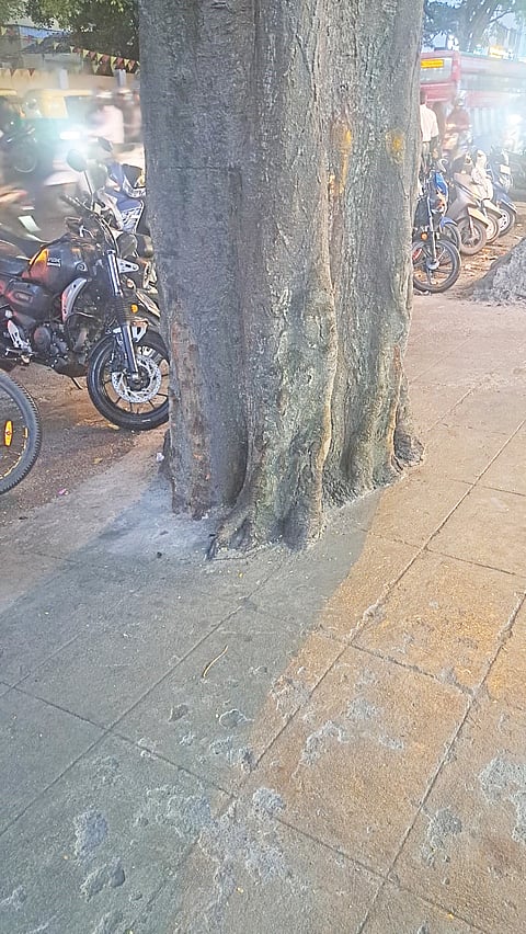 tree concrete road