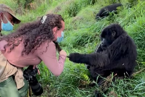 Gorilla