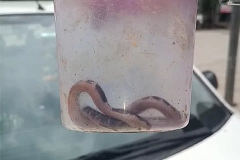 Snake