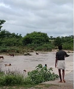 district koppal rain effect sheeps channels heavy rain kavaloor village