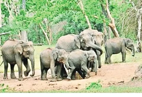 10 mdg 1 elephant
