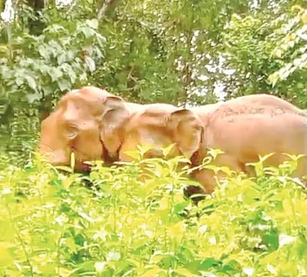 14sri-1 elephant