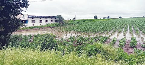 19 Dwd 1