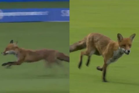 A foxy affair