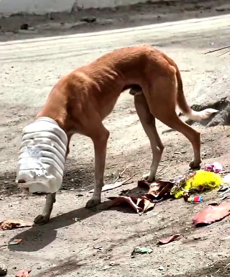 A group of young people rescued a dog