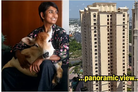 Bull calf living on 28th floor