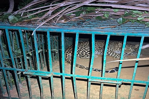Cheeta