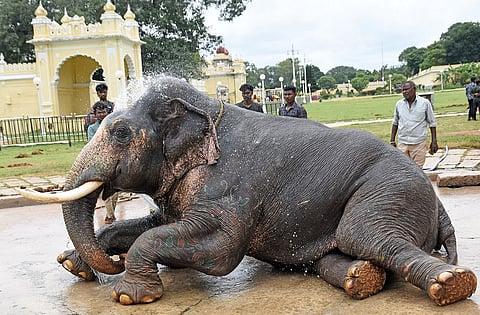 Cold water bath for Dasara elephants