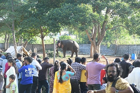 Crowds gather to watch the Dasara elephants