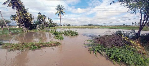 paddy fields flooded,